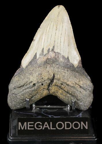 Bargain, Megalodon Tooth - North Carolina #49512